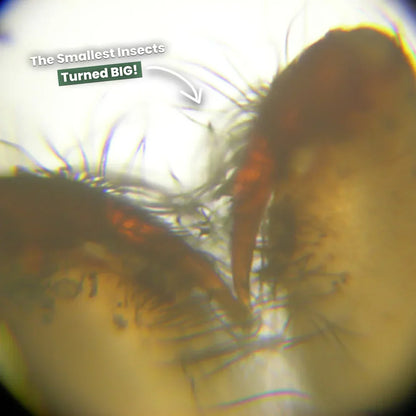 Miniscope™ - Digital Microscope